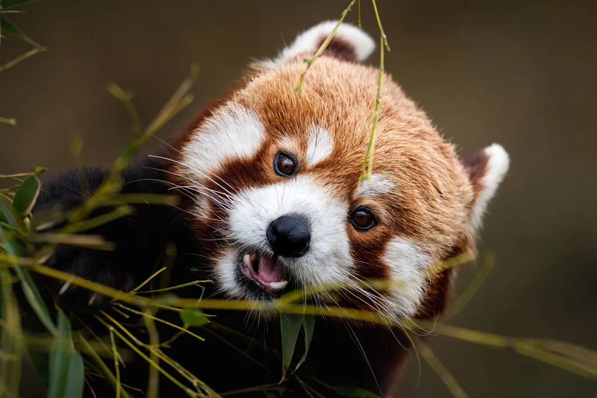 Watch This Thai Woman's Adorable Red Panda Therapy Session That Everyone Is Talking About