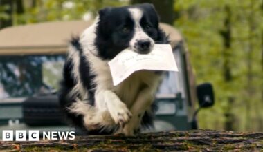 Weekly quiz: Which animal delivered the King's birthday card to Sir David Attenborough? - BBC