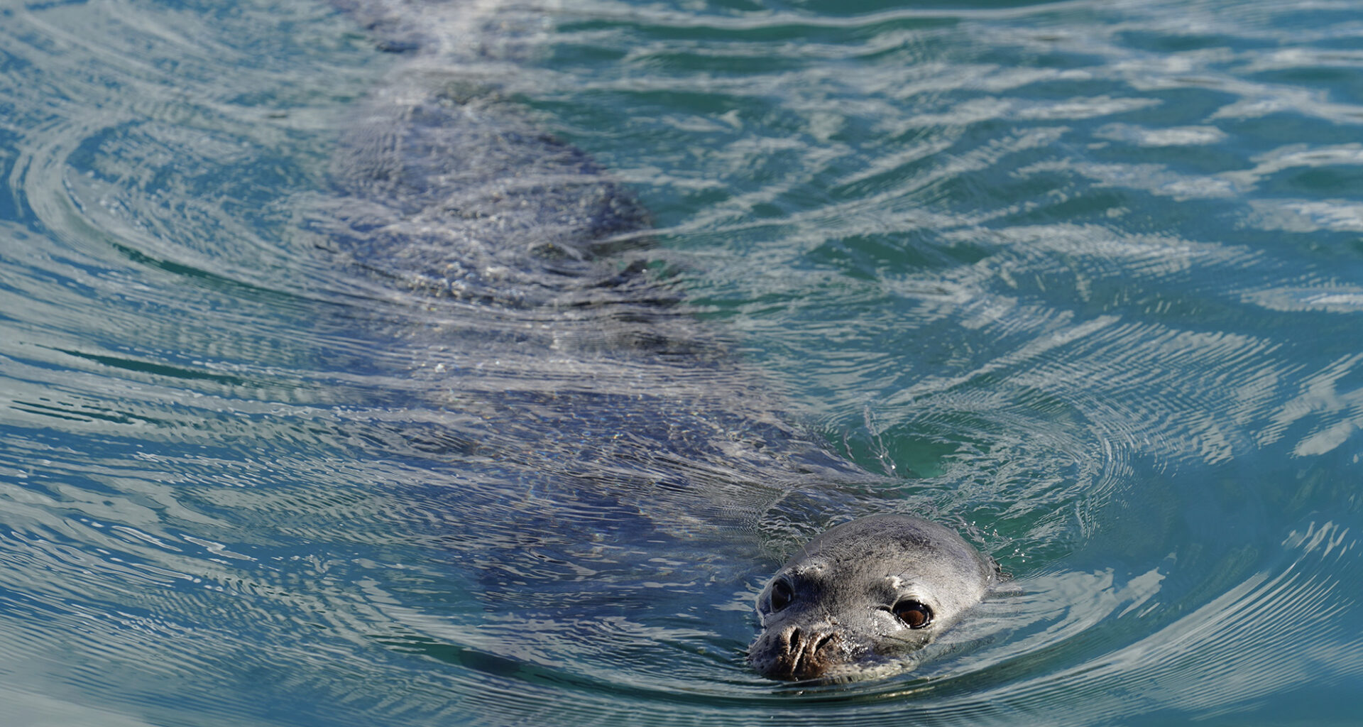 People Usually Get Away With Harming Hawai‘i’s Seals Despite Tourist Case