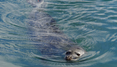 People Usually Get Away With Harming Hawai‘i’s Seals Despite Tourist Case