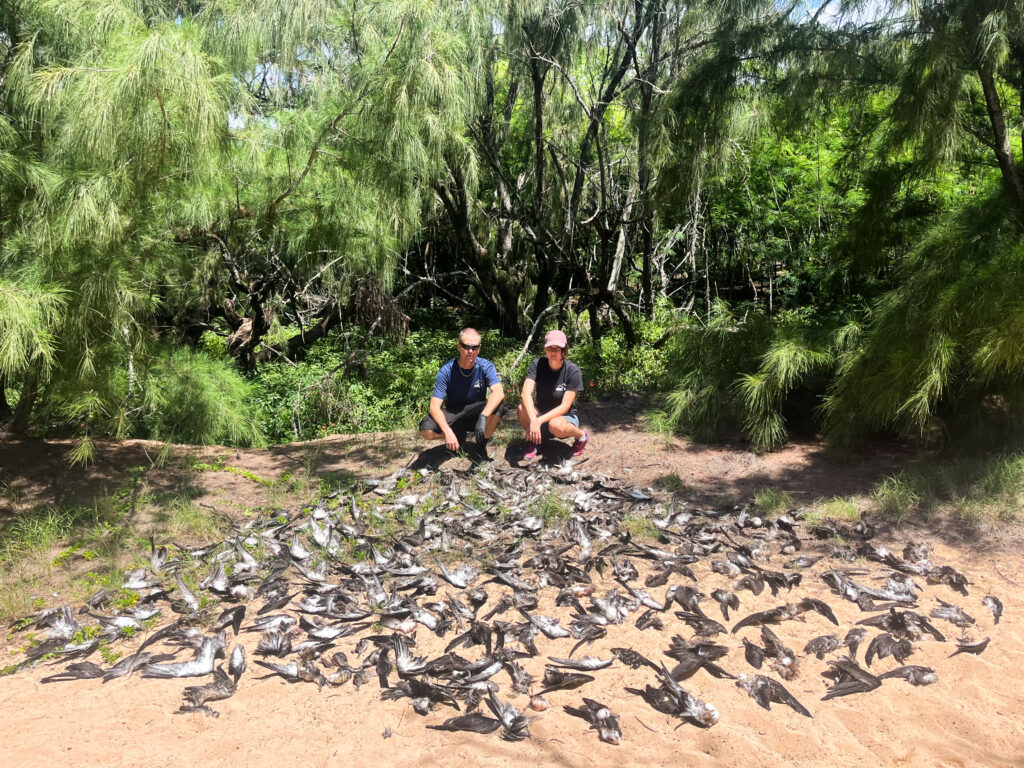 Andre Raine, left, of Archipelago Research and Conservation, and Madison Woodward pose behind dozens of dead wedge-tailed shearwaters on the South Shore of Kaua‘i. (Courtesy: Andre Raine/2026)