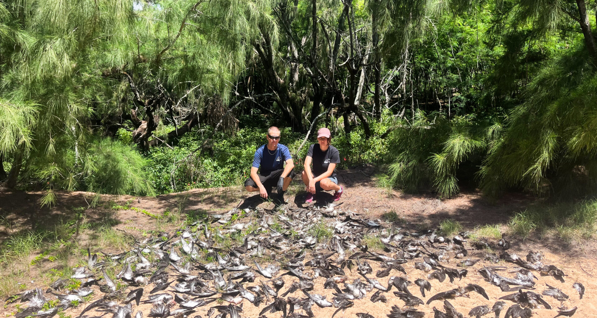 'Absolute Carnage': Feral Cats Kill 168 Native Seabirds On Kaua‘i