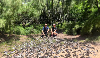'Absolute Carnage': Feral Cats Kill 168 Native Seabirds On Kaua‘i