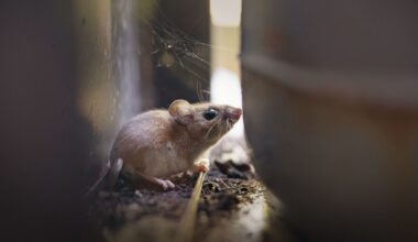 Where hantavirus lurks in the U.S.: Why states like Colorado, New Mexico are hot spots