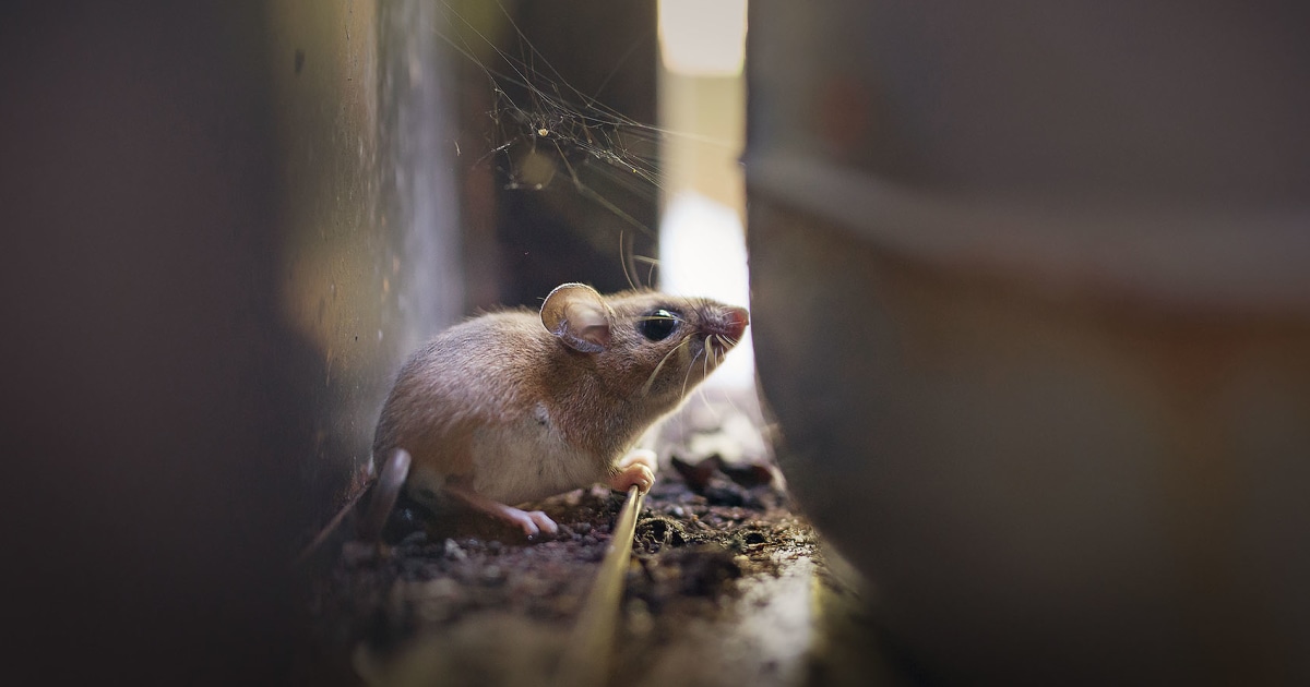 Where hantavirus lurks in the U.S.: Why states like Colorado, New Mexico are hot spots