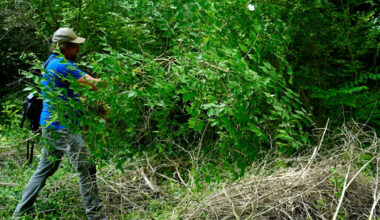 Wanted, dead or alive. Ohio goes Wild West on top 10 invasive species
