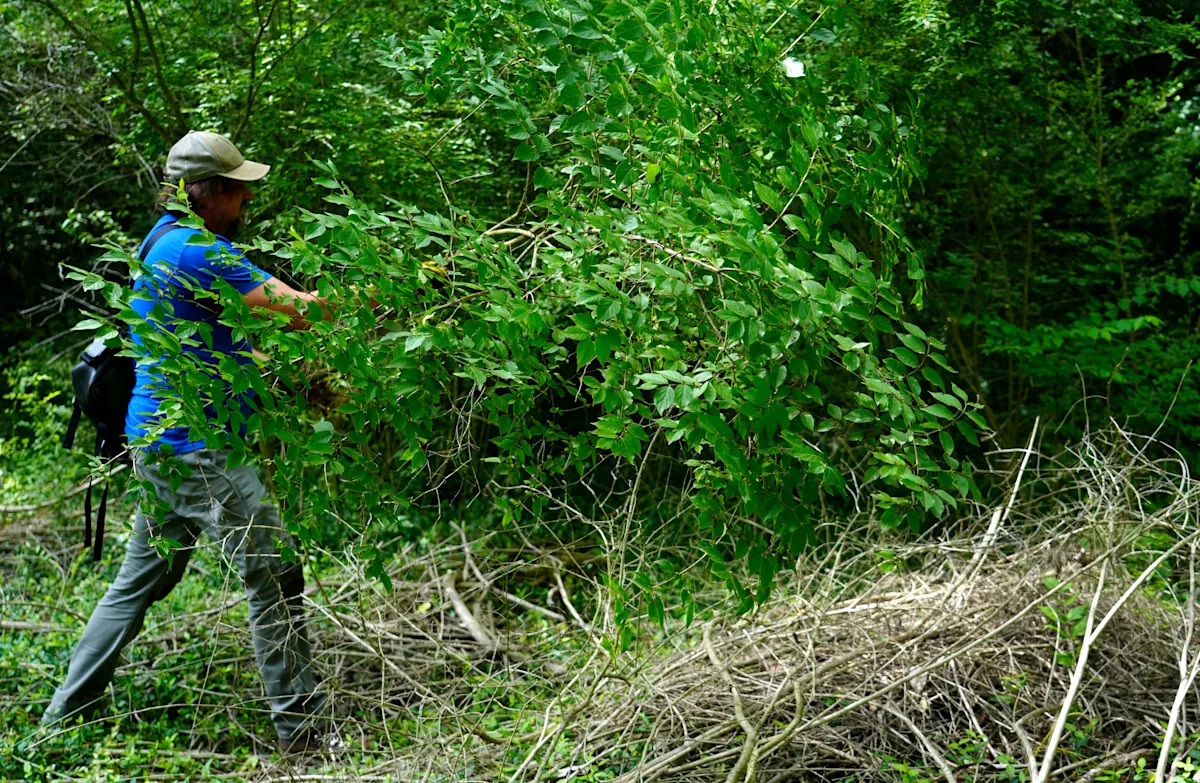 Wanted, dead or alive. Ohio goes Wild West on top 10 invasive species