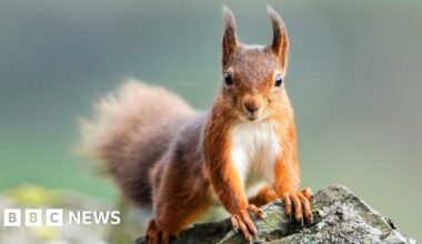 Urgent calls to prevent the extinction of red squirrels - BBC