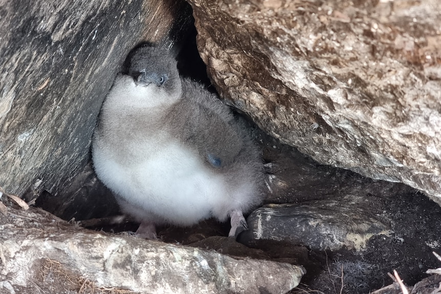 A fluffy little penguin chick between two rocks