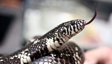 NC snake eats venomous copperheads: What does it look like?