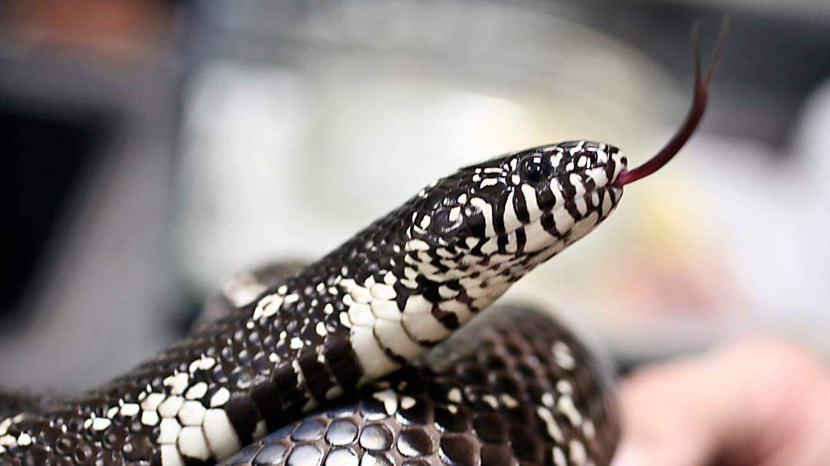 NC snake eats venomous copperheads: What does it look like?