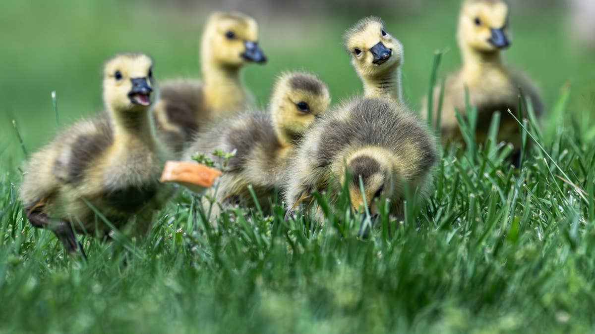 These Baby Geese Got Separated From Their Mother and Chose One Human To Trust