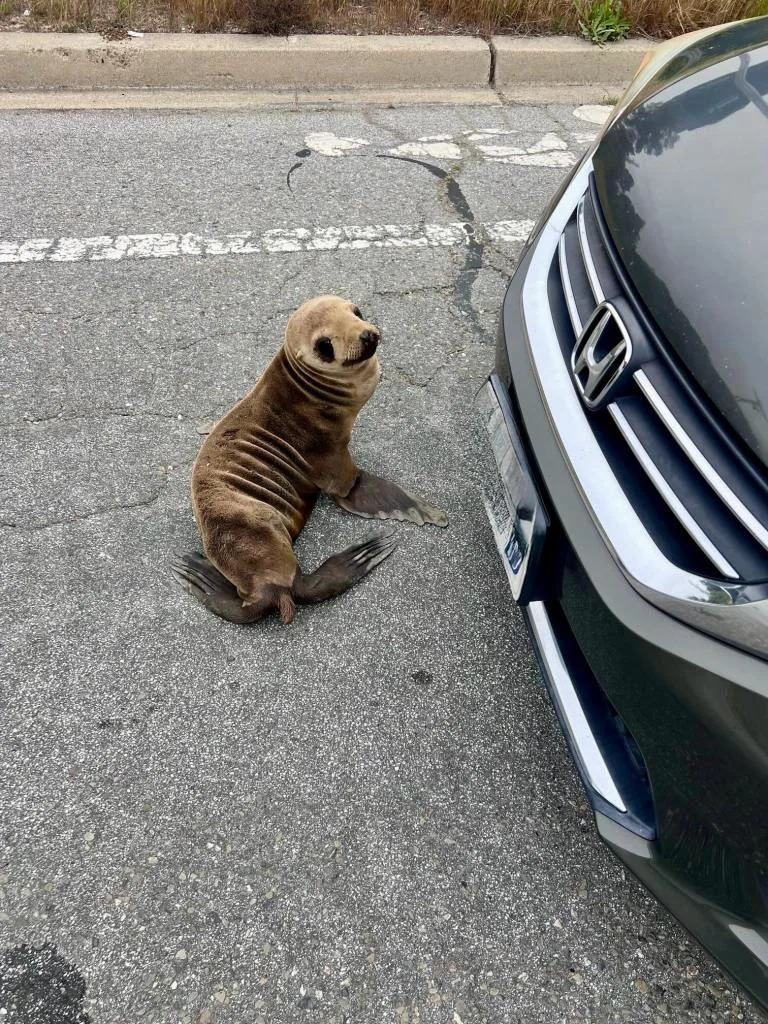 Using his personal car, the officer controlled traffic in the area to keep both the animal and the motorists safe. Brisbane Police Department