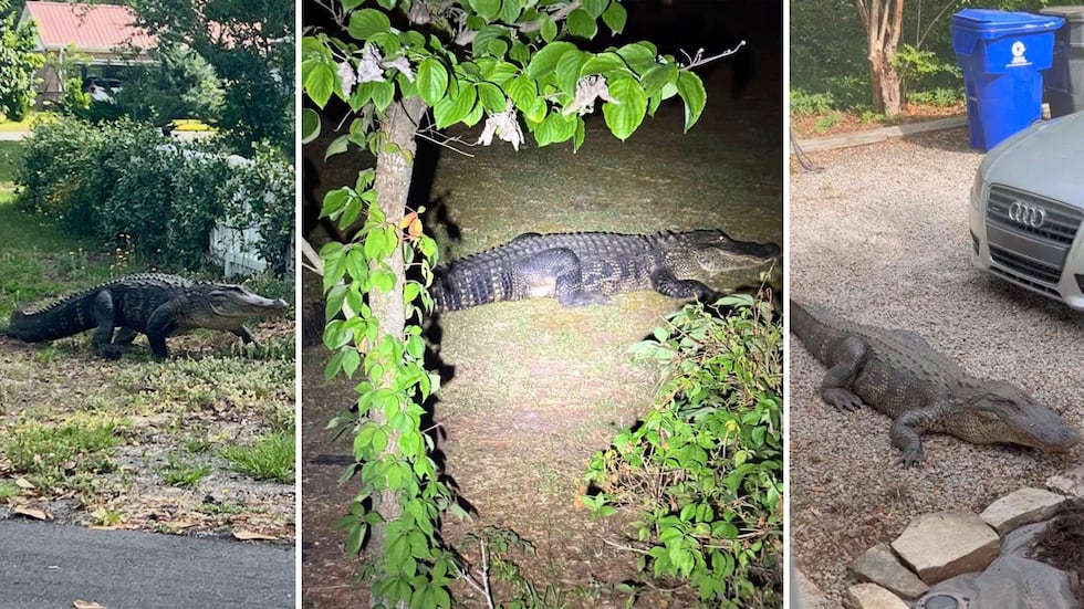An alligator was spotted roaming residential yards near North Carolina’s coast