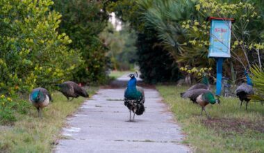 Wild peacocks have taken over Gulfport. Are they really a problem? - Tampa Bay Times
