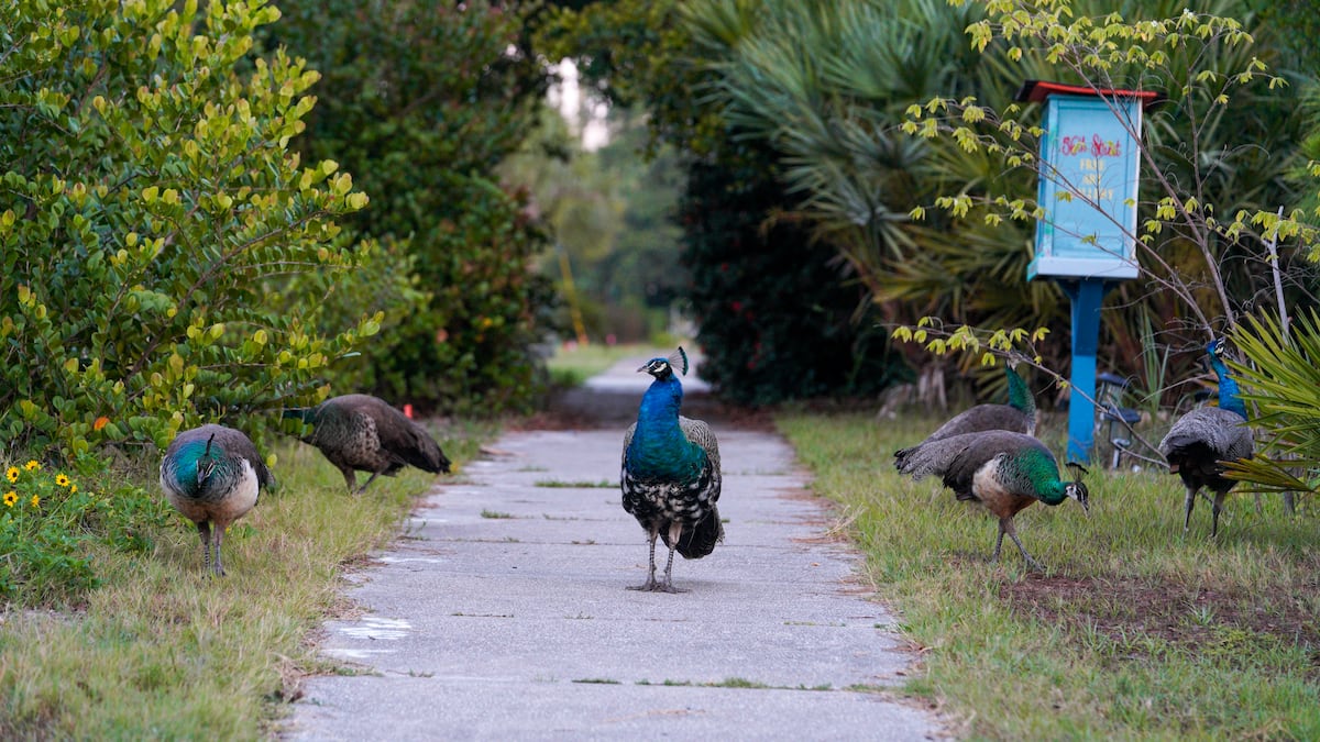 Wild peacocks have taken over Gulfport. Are they really a problem? - Tampa Bay Times