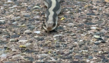 Mother-in-law gets dangerously close to mystery snake for photo: 'He seemed like a nice snake'