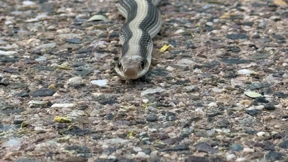 Mother-in-law gets dangerously close to mystery snake for photo: 'He seemed like a nice snake'