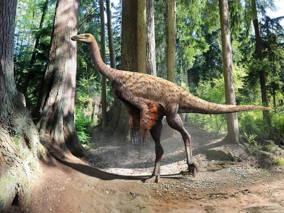 Illustration of Ornithomimus (Julius Csotonyi via University of Alberta)