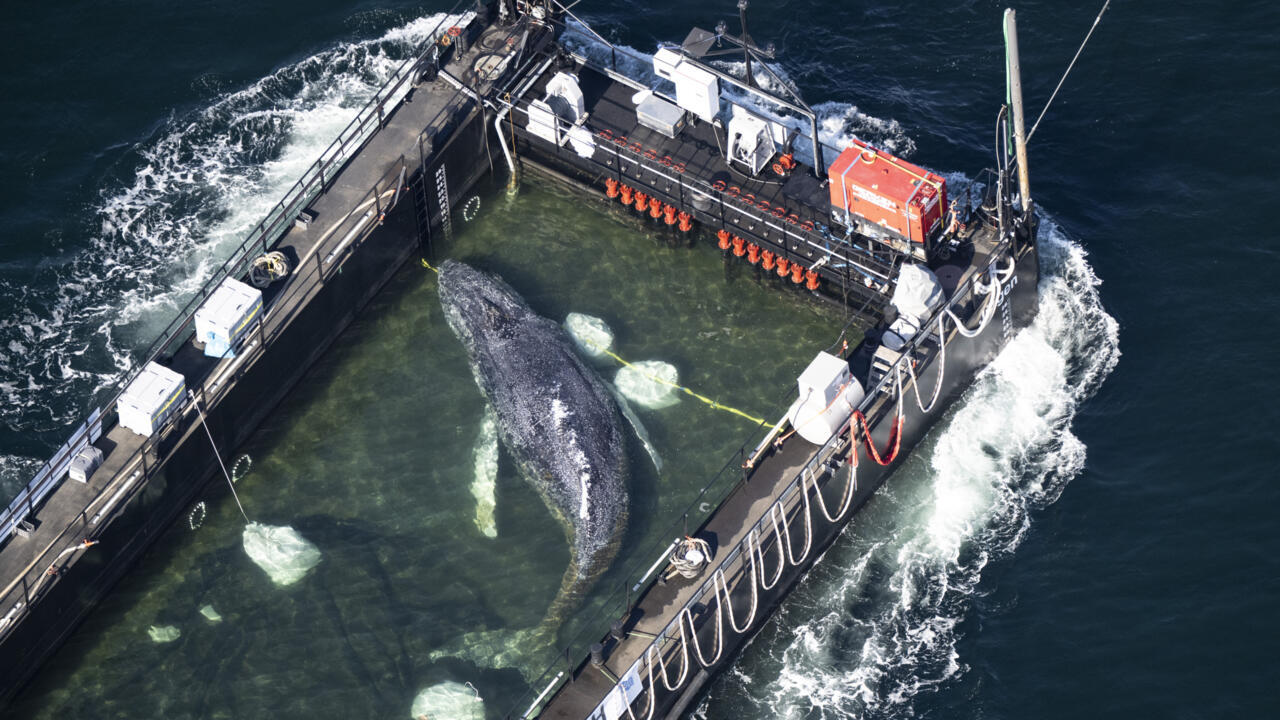 Rescuers transport stranded whale by barge to freedom in North Sea