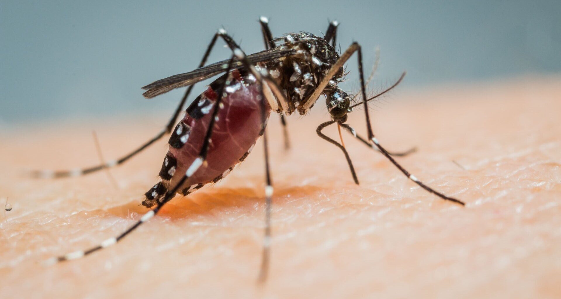 A close-up look at a female Aedes albopictus mosquito as it’s about to feed. These insects are a vector of dengue and other diseases.