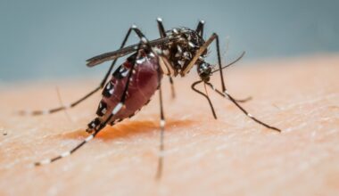 A close-up look at a female Aedes albopictus mosquito as it’s about to feed. These insects are a vector of dengue and other diseases.
