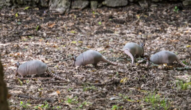 Disease-carrying armadillos are pushing toward Chicago as warming winters speed their spread