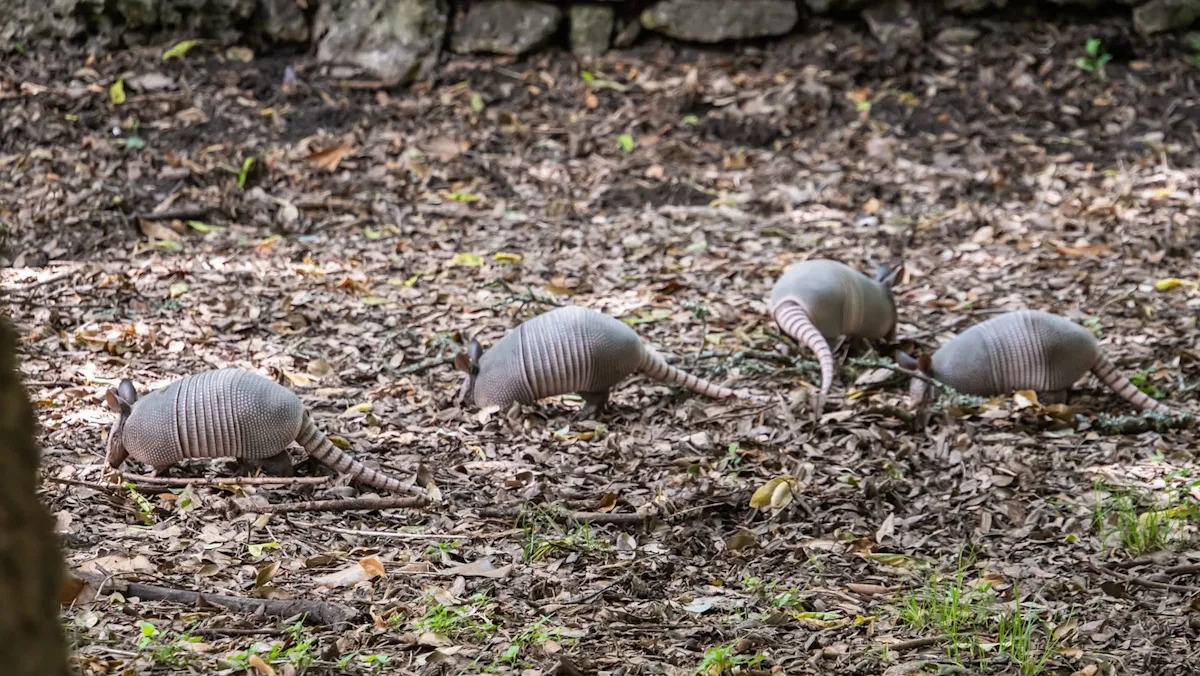 Disease-carrying armadillos are pushing toward Chicago as warming winters speed their spread