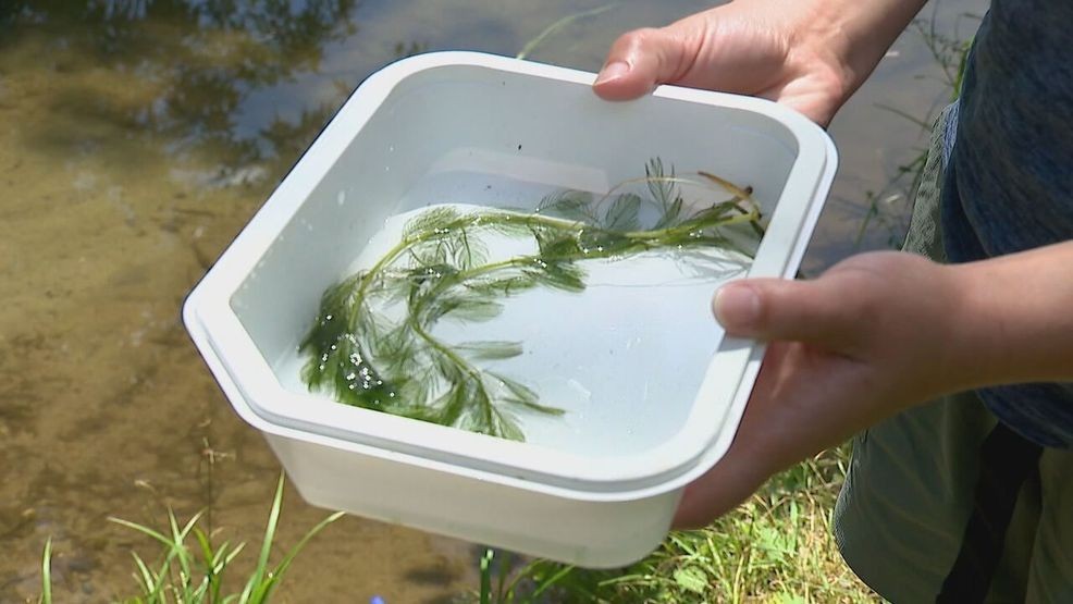 Milfoil continues to spread throughout some of Maine's lakes and rivers. (WGME)