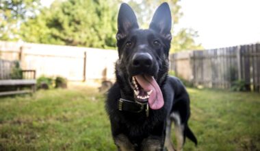 Iowa becomes final state in the US to pass this kind of law for animals