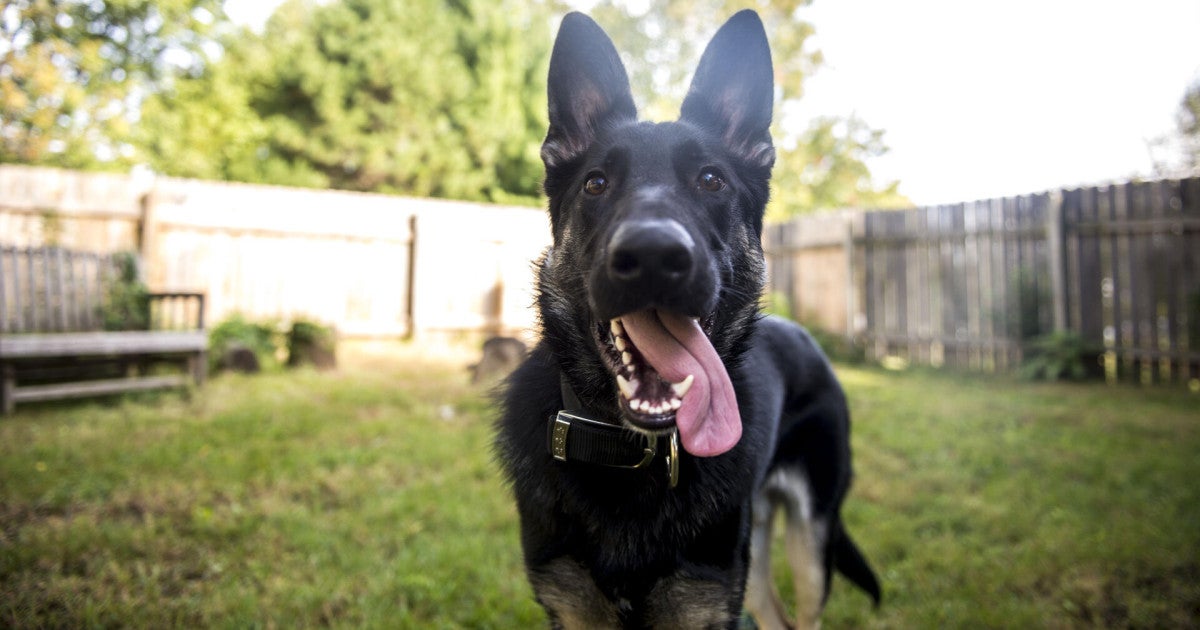 Iowa becomes final state in the US to pass this kind of law for animals