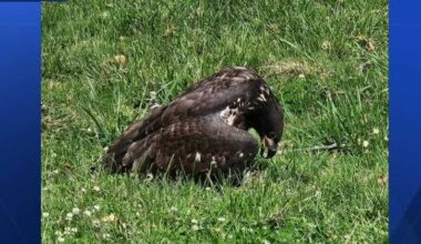 Eagle reunited with family after fishing hook injury in Lancaster County