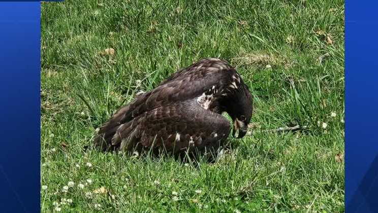 Eagle reunited with family after fishing hook injury in Lancaster County