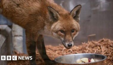 Southampton stowaway fox leaves quarantine in New York - BBC