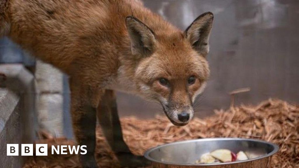Southampton stowaway fox leaves quarantine in New York - BBC