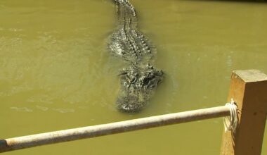 La Joya city officials issue safety warning after alligator spotted near two neighborhoods