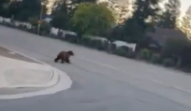 Bear spotted in northwest Fresno neighborhood. See video