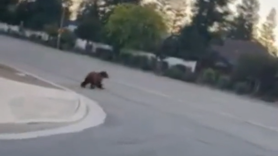 Bear spotted in northwest Fresno neighborhood. See video
