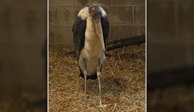 African stork in Wisconsin: Safari Lake Geneva owner recalls rescue
