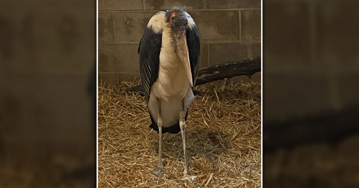 African stork in Wisconsin: Safari Lake Geneva owner recalls rescue