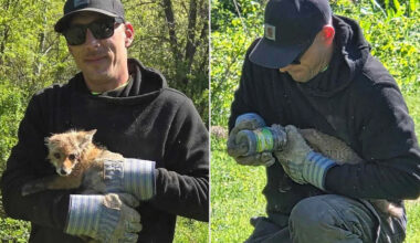 Baby Fox Rescued After Getting Peanut Butter Jar Stuck on Its Head: ‘Never Came Across Anything Like This’
