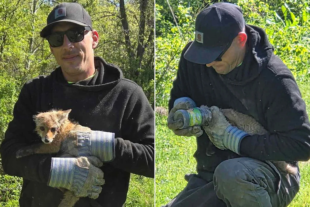 Baby Fox Rescued After Getting Peanut Butter Jar Stuck on Its Head: ‘Never Came Across Anything Like This’