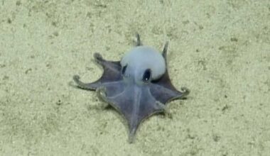 Strange new octopus species can fit in palm of your hand: ‘It’s adorable’