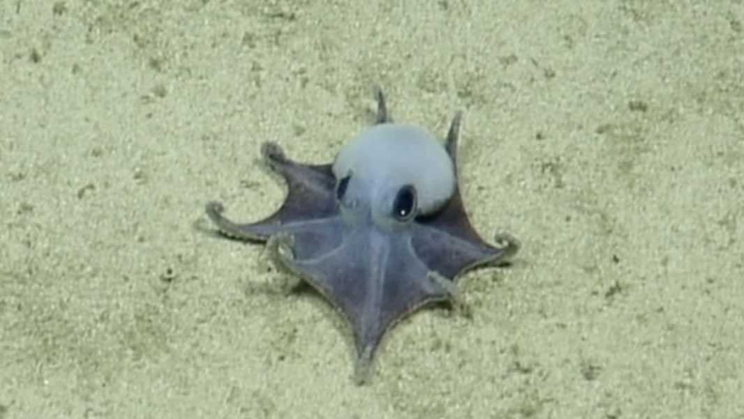 Strange new octopus species can fit in palm of your hand: ‘It’s adorable’