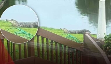 Alligators popping up in metro neighborhoods