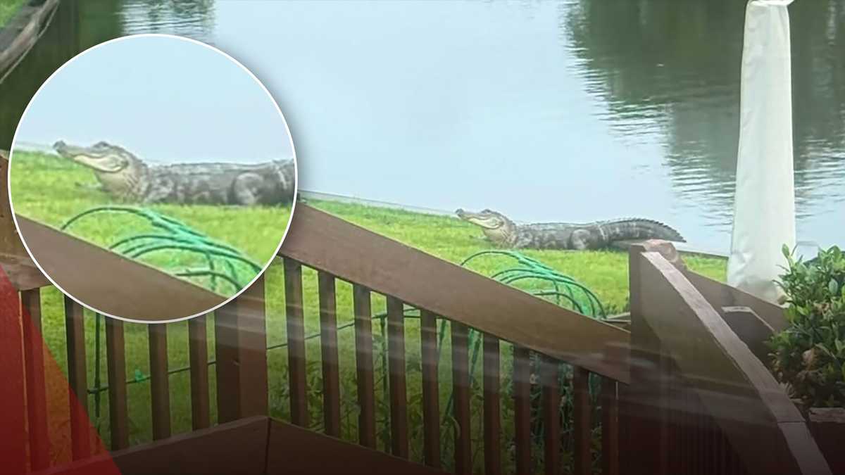 Alligators popping up in metro neighborhoods