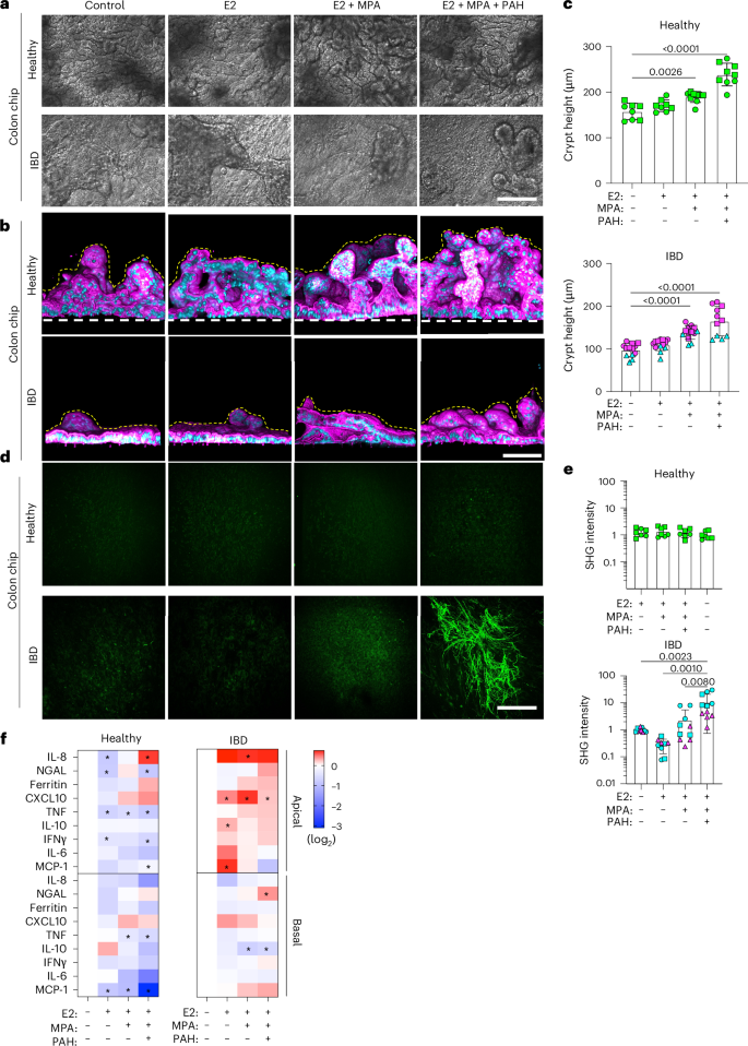 Fig. 3: Effects of ovarian hormones in female colon chips.