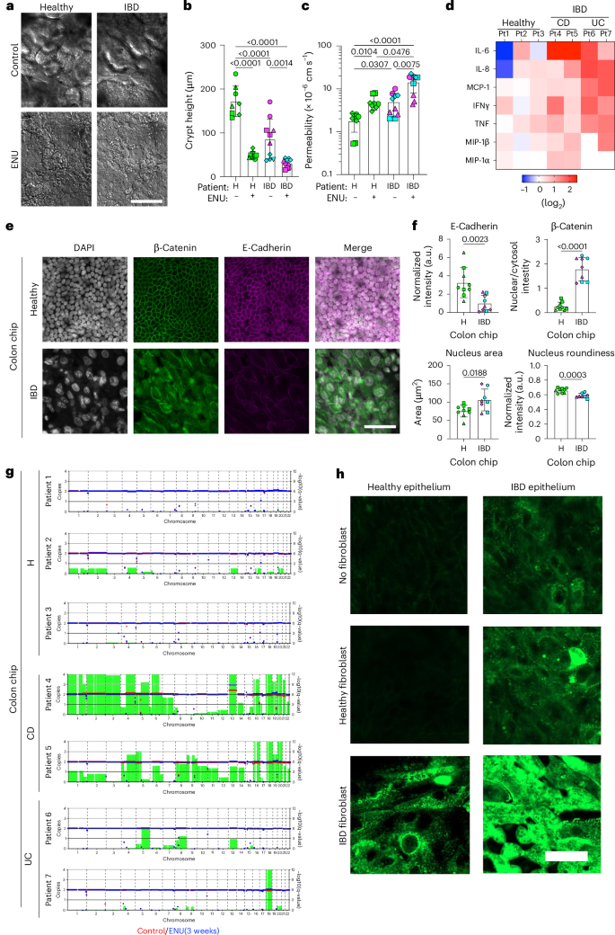 Fig. 5: Exposure to carcinogen preferentially promotes mutagenesis and early steps in carcinogenesis in IBD chips.