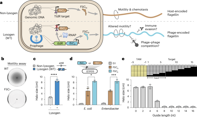 Temperate phages enhance bacterial host fitness via RNA-guided flagellar remodelling