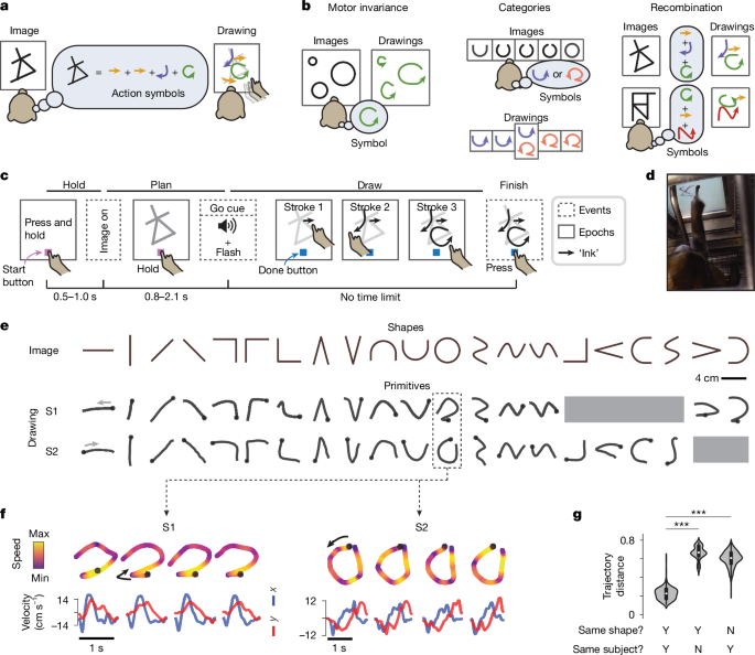 Neural representation of action symbols in primate frontal cortex